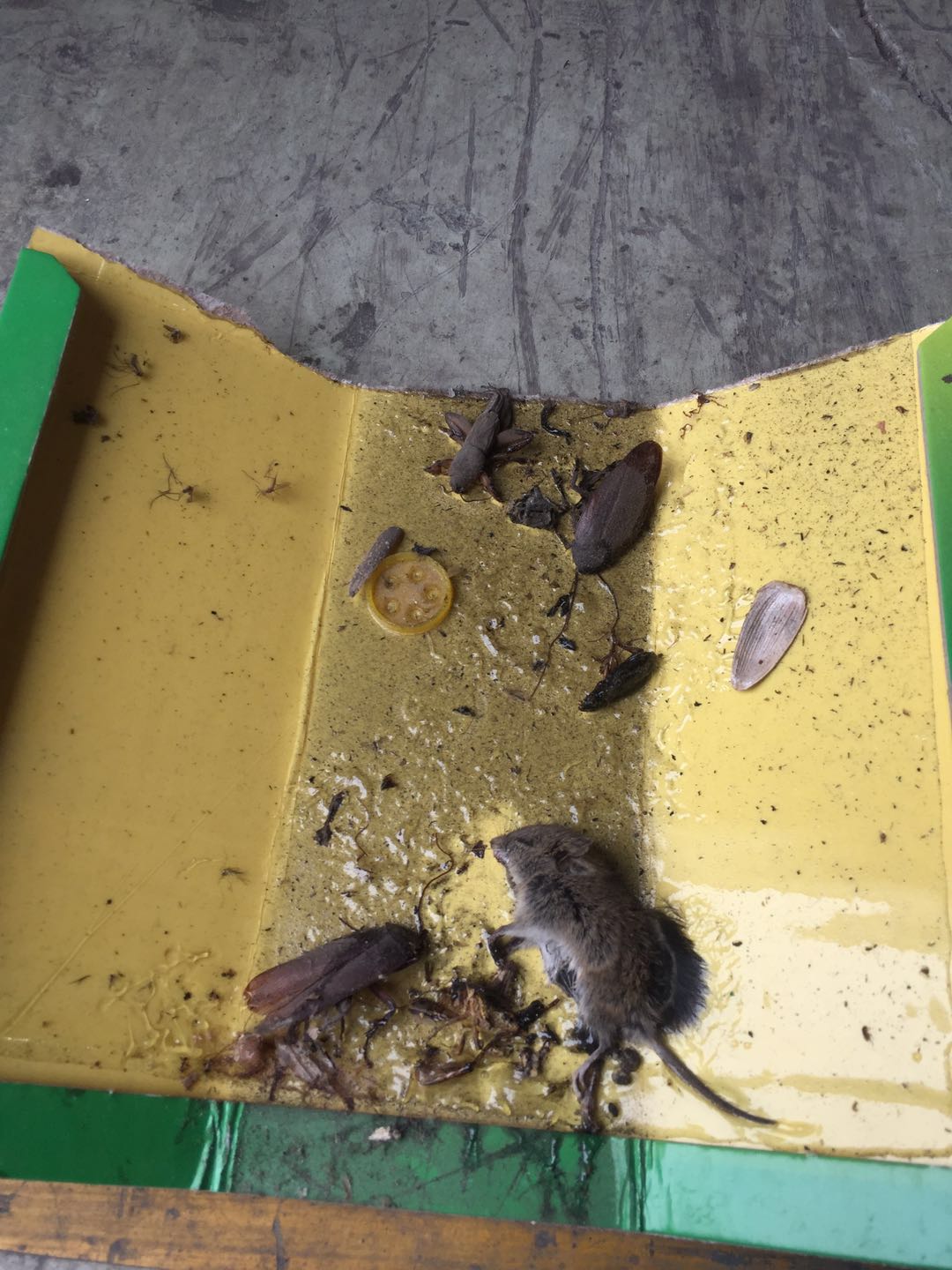 徽记食品厂 3 (7).jpg