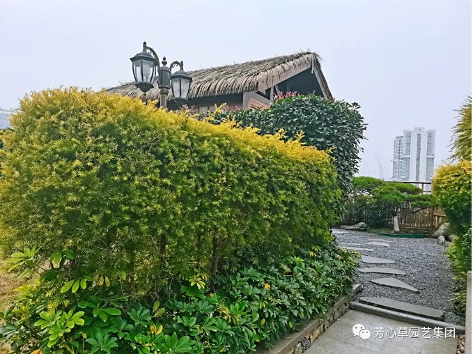 成都私家花园用这2种绿篱,私密性爆棚!